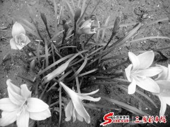 苗木資訊_花卉資訊_花木頻道