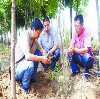 河北農(nóng)大園林學(xué)院教授地頭解決苗圃生產(chǎn)問題