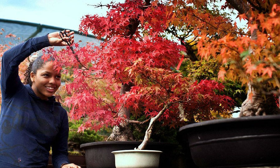 英國：盆景苗圃微型樹展現(xiàn)秋日美景