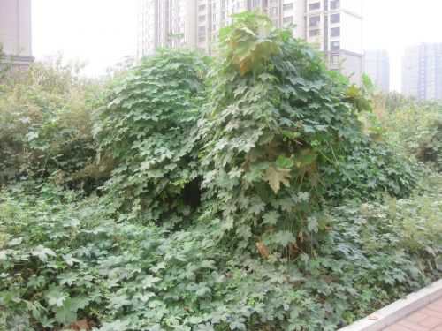 奧體中路野草蓋過綠化帶 園林部門稱未移交