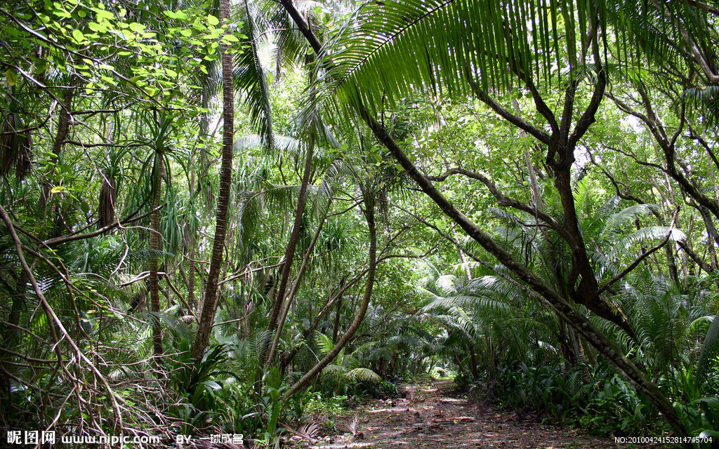 內蒙古賀蘭山3億年前的森林奇境