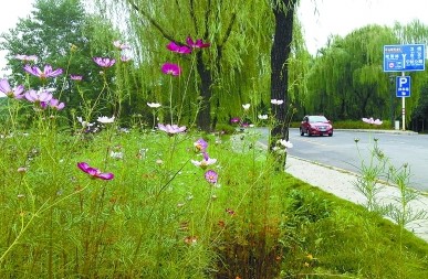 南京:街頭綠化“平民范” 野草花有助生態修復
