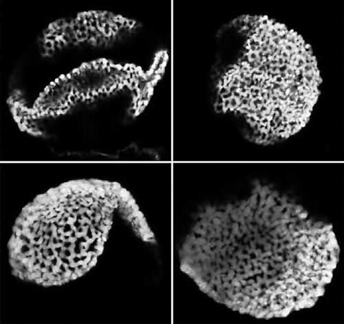 花粉粒化石揭示最早開花植物