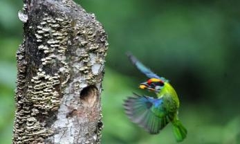 外媒:樹木遭蟲害會向鳥兒“求救”