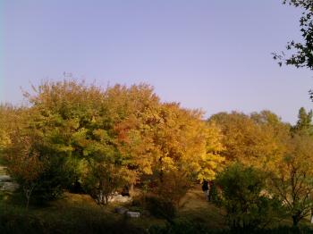 秋紅萬(wàn)葉集：泣血告知 紅葉不是在香山(組圖)