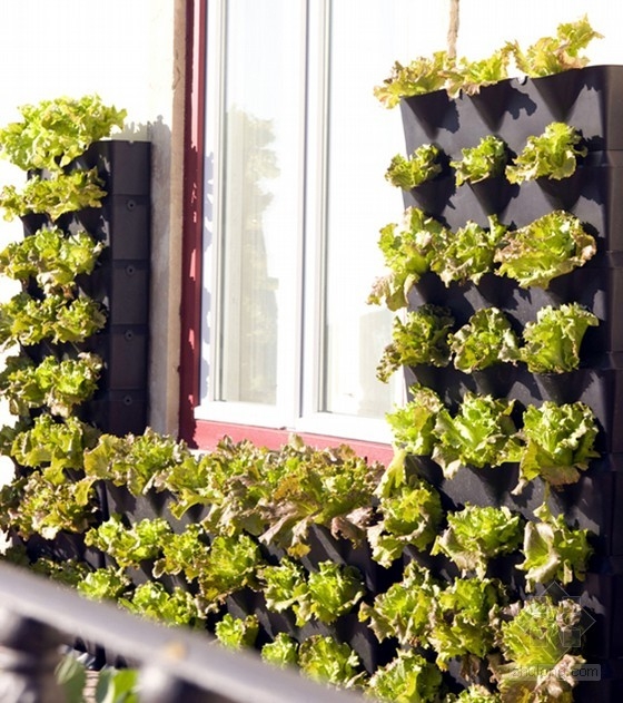 為陽臺(tái)、露臺(tái)和廚房設(shè)計(jì)的迷你垂直花園 中國風(fēng)景園林網(wǎng)