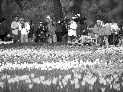 北京：40余萬株郁金香盛放植物園