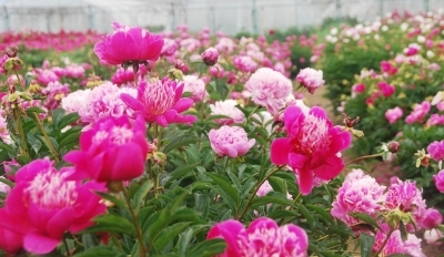 江蘇：揚州數百種芍藥爭相吐艷