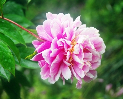 江蘇：揚州數百種芍藥爭相吐艷