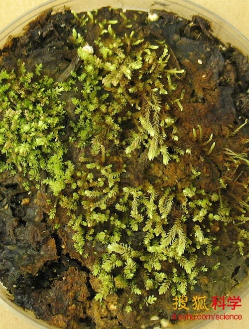 科學家成功復活400年前被冰凍的古老植物