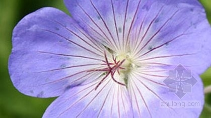 切爾西花展：百年植物評選結果揭曉(二)