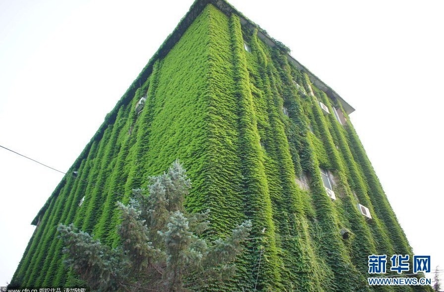 北京：滿樓盡穿“綠片甲” 清涼環(huán)保惹人眼