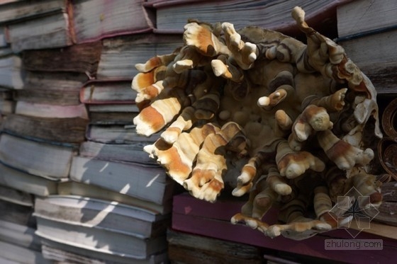 加拿大Connaissance花園