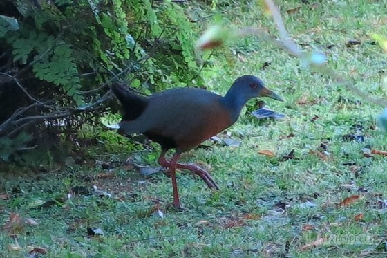 布宜諾斯艾利斯的“回響村”