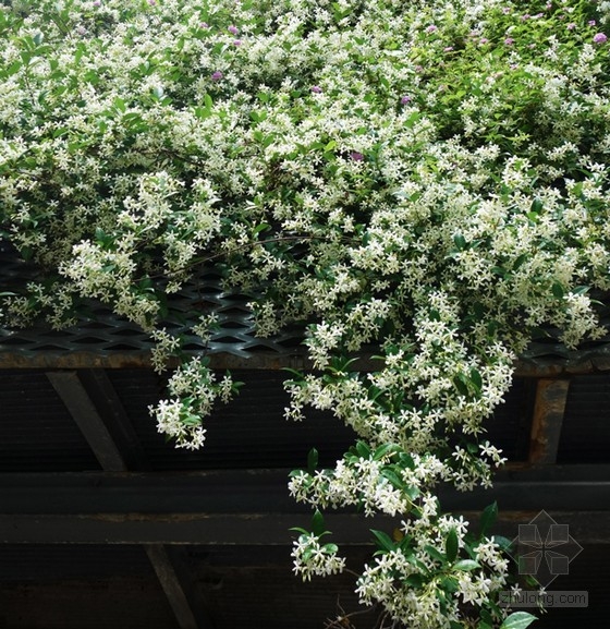 巴塞羅那住宅垂直花園
