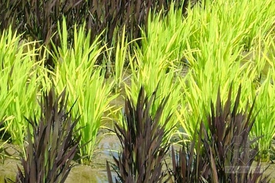 日本田舍館村村民設計的巨型稻田插畫藝術