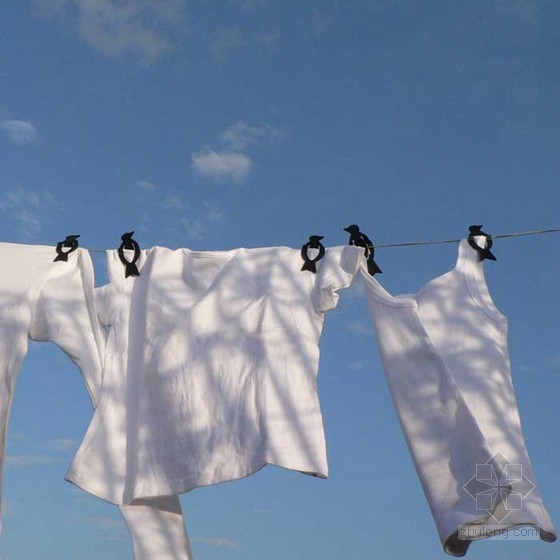 曬衣繩上的小鳥