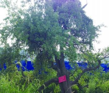 安徽一200億元大項目為261歲古樹讓道