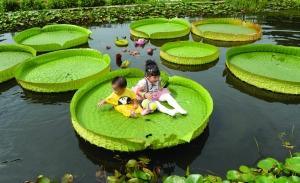 新品種_園林科普_園林科技