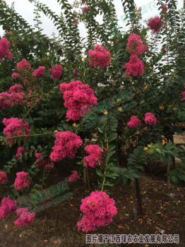 新品種_園林科普_園林科技