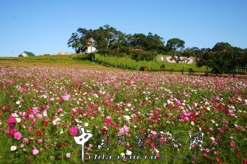臺灣考察——大溪花海農場(組圖)