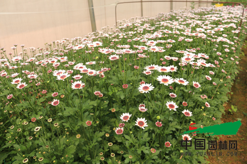 云南科企聯(lián)手育成多頭切花菊新品種