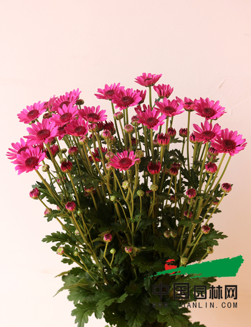 云南科企聯(lián)手育成多頭切花菊新品種