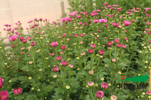 云南科企聯(lián)手育成多頭切花菊新品種