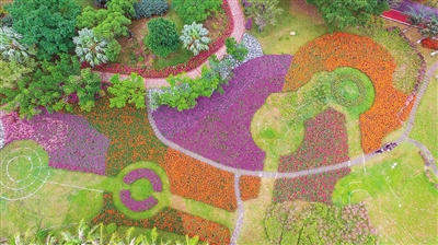 海南：三角梅花展20日海口開展