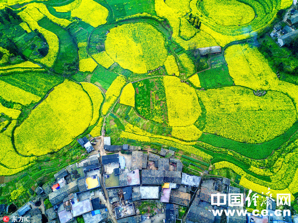 圖為羅平縣螺螄田油菜花