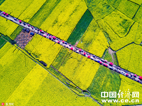 圖為羅平縣油菜花