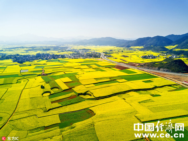 圖為羅平縣金雞峰叢油菜花