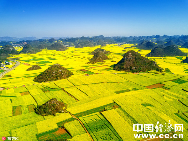 圖為羅平縣金雞峰叢油菜花
