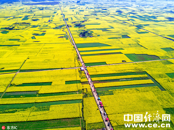 圖為羅平縣萬畝油菜花