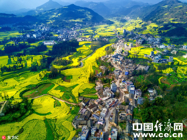 圖為羅平縣螺螄田油菜花