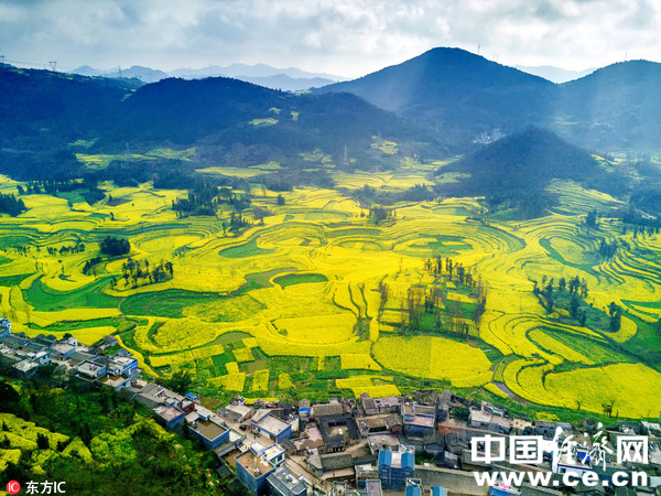 圖為羅平縣螺螄田油菜花