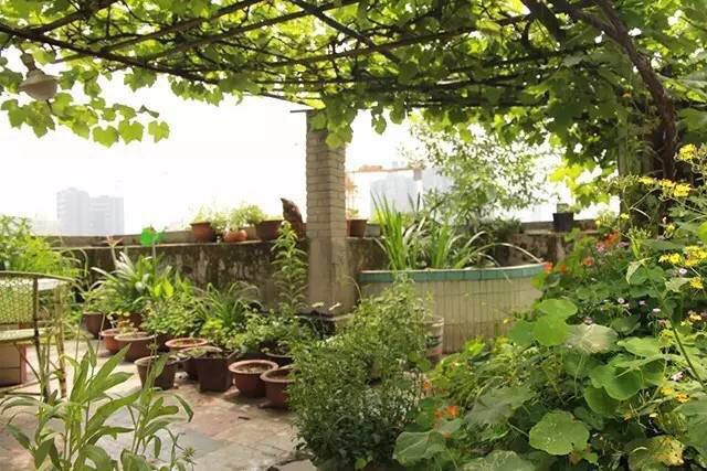 園藝：院子里夢境般的花果藤架