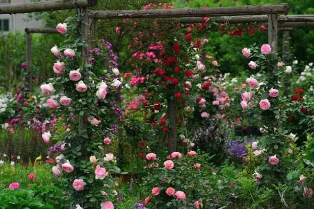 園藝：院子里夢境般的花果藤架