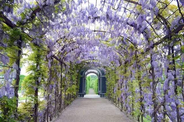 園藝：院子里夢境般的花果藤架