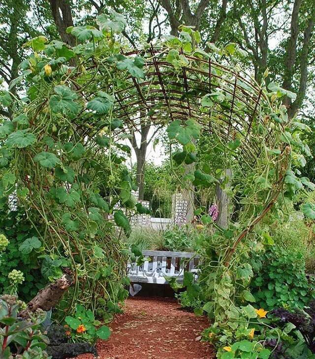 園藝：院子里夢境般的花果藤架