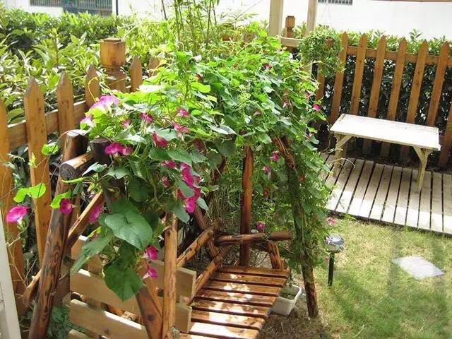 園藝：院子里夢境般的花果藤架