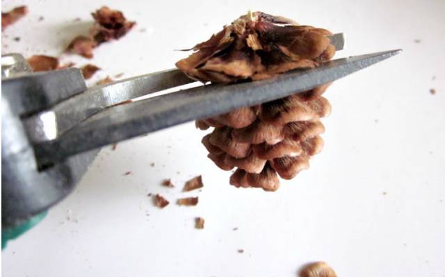 松果飾品，那些你想不到的美麗