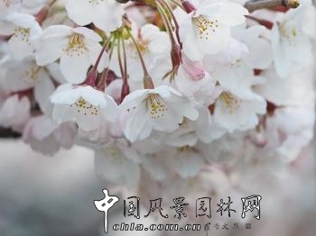 又到落英繽紛時——韓國櫻花季