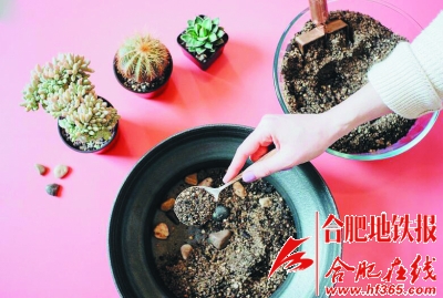 2.jpg 沙漠風情的多肉植物拼盆