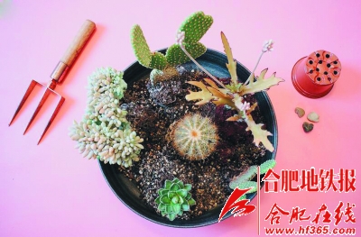 4.jpg 沙漠風情的多肉植物拼盆