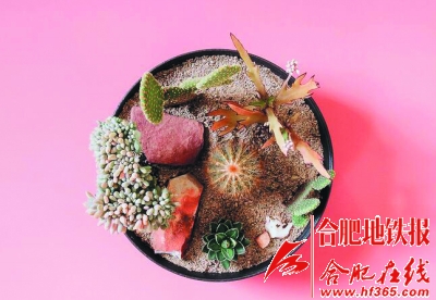 6.jpg 沙漠風情的多肉植物拼盆