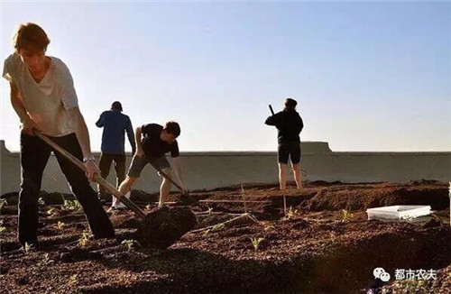 全球最大屋頂菜園如何運營