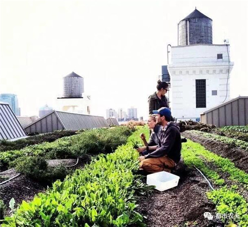 全球最大屋頂菜園如何運營