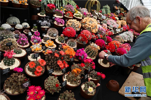 一名男子整理參展仙人掌花盆