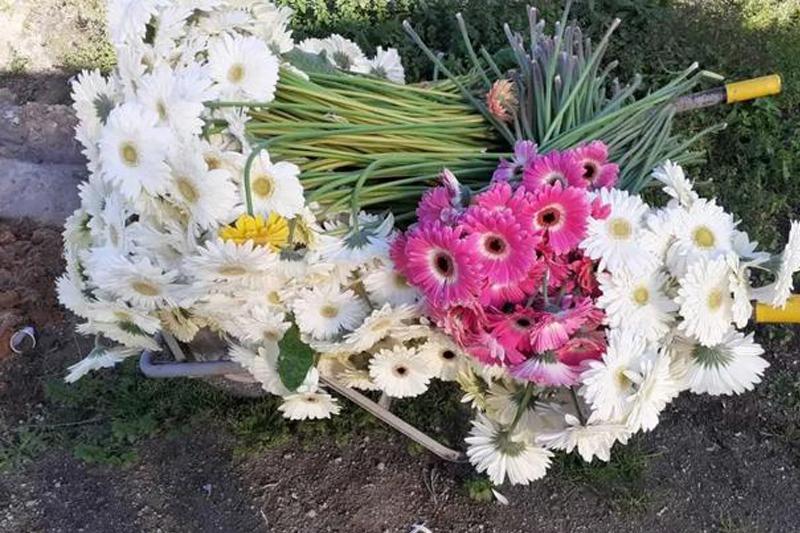 大量花展取消，花卉業何去何從？